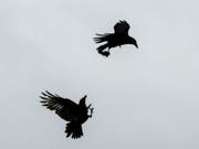Krähen bringen manch einen Stadtberner um den Schlaf. Die SVP will die Vögel deshalb abschiessen lassen. (Bild: Keystone/DPA/BERND THISSEN)