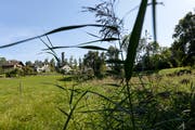 Das Areal der Burgweier ist heute eine landwirtschaftlich extensiv genutzte Naturoase. Die Stadt will das Gebiet längerfristig ökologisch aufwerten und zu einem naturnahen Leuchtturm machen. Gleichzeitig soll er als Naherholungsgebiet für die Bevölkerung erschlossen werden. (Bild: Hanspeter Schiess - 16. September 2019)