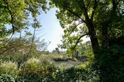 Der obere Burgweier. Im Hintergrund ist knapp die Burg Waldegg zu erkennen, zu der das Areal einst gehörte. (Bild: Hanspeter Schiess - 16. September 2019)