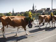Kühe auf der Berner Kornhausbrücke: Der Alpabzug ist jeweils der Höhepunkt der Sichlete in der Bundesstadt. (Bild: Keystone/PETER KLAUNZER)