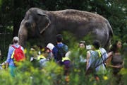 Wir sind eine Bauernfamilie und zumindest ich fühle mich dabei manchmal, als wäre ich der Elefant im Zoo. (Bild: Michele Tantussi/Getty Images)