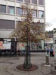 Die Linde vor der Post Brühltor in St.Gallen: Der Baum träge Ende August bereits nur noch braune Blätter. (Bild: Reto Voneschen - 21. August 2019)