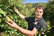 Manuel Strupler inmitten seiner beschädigten Birnen in Weinfelden. (Bild: Mario Testa)