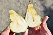 Die Wanze verholzt das Fruchtfleisch der Birnen. (Bild: Mario Testa)