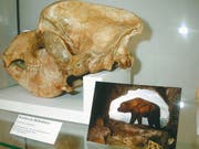 Emil Bächler und seine Helfer bargen aus der Wildkirchli-Höhle nicht nur das ganze Skelett eines Höhlenbären, sondern auch verschiedene Fragmente, darunter fünf Schädel der mächtigen Tierart. (Bild: Archiv «St.Galler Tagblatt»)