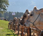 Neu wird es an der Viehschau im Haldi einen Mutter-Tochter-Wettbewerb geben. (Bild: PD)