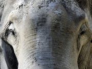 Der Zürcher Zoo feiert Elefanten-Geburtstag: Bulle «Maxi» wird 50 Jahre alt. (Bild: KEYSTONE/WALTER BIERI)