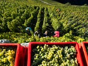 Weinlese im Wallis: Die Weinernte 2019 dürfte ergiebig ausfallen. (Bild: Keystone/JEAN-CHRISTOPHE BOTT)