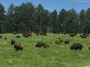Büffel sind die Attraktion im benachbarten Custer State Park. Bild: dwe