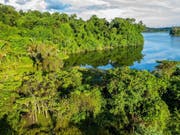 So dichte Regenwälder wie hier im Ankarafantsika Nationalpark wird es auf Madagaskar bald nicht mehr geben. In 30 Jahren wird die Insel unter anderem von der Maispflanzer-Mafia kahl gerodet sein, befürchten Umweltschützer. (Bild: Keystone/IMAGEBROKER/MARKO VON DER OSTEN)