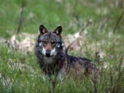 Die Debatte um den Wolf geht weiter, denn zur vom Parlament gutgeheissenen Revision des Jagdgesetzes ist das Referendum schon angekündigt. (Bild: KEYSTONE/MARCO SCHMIDT)