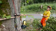 Um die Linde zu stabilisieren, wurde sie an zwei Stellen gebunden. (Bild: PD)