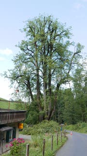 35 Meter hoch ist die alte Rogghalm-Linde. Sie droht auseinanderzufallen. (Bild: PD)