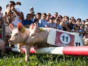Schweinchen-Rennen an einer Freiburger-Kilbi. Neben solchen Attraktionen ist an der Kilbi viel Freiburger Tradition zu erleben. (Bild: KEYSTONE/JEAN-CHRISTOPHE BOTT)