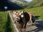 Die Kühe wurden für die «Bodäfahrt» geschmückt.