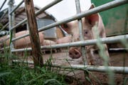 Unter anderem der zunehmend tierfreundliche Auslauf vor den Ställen sorgt für mehr Gestank in ländlichen Regionen. (Symbolbild: Melanie Duchene/Keystone, 13. Juni 2018)