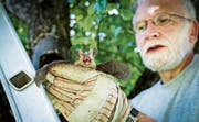 Biologe René Güttinger begutachtet in Muolen ein Exemplar der nur rund zehn Gramm schweren Fledermausart. (Bild: Ralph Ribi)
