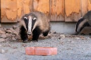 Im Frühling, wenn sie aus ihrem Winterschlaf verwacht sind, dürfen die beiden Dachse in ihre Anlage einziehen. (Bild: Natur- und Tierpark Goldau)