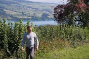 Landwirt Michi Stöckli vor der Hecke, die er mit seinem Vater im Februar stark zurückgeschnitten hatte. Die Haselsträucher stehen mittlerweile wieder hoch. (Bild: Nadia Schärli, Herlisberg, 20. September 2019)