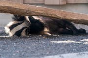 Waschechte Frechdachse: Die Teenies sind verspielt. (Bild: Natur- und Tierpark Goldau)