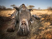 Die Zahl der von Wilderern getöteten Nashörner in Südafrika ist etwas zurückgegangen. (Bild: KEYSTONE/AP STROOP/SUSAN SCOTT)