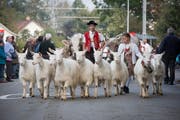 Viehschau beim Schlössli im Haggen: Am Abend folgt auch hier eine Unterhaltung mit Raclette, Musik und Tanz im Festzelt. (Bild: Beat Belser - 2. Oktober 2015)