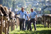 Viehschau in St.Georgen: In diesem Jahr erstmals nicht im Tal der Demut, sondern neu an der Beckenhalde beim Skilift. (Bild: Mareycke Frehner - 26. September 2018)
