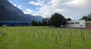 Die Viehausstellungen finden dieses Jahr erstmals auf der «Bärenmatt» in Schattdorf statt. (Bild: PD)