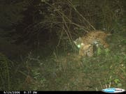 Der Luchs drei Monate nach seiner Auswilderung am Pilatus im Raum Escholzmatt-Marbach. Er frisst mehrere Tage an einem Beutetier. (Bild: Dienststelle Landwirtschaft und Wald)
