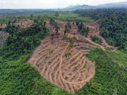 Gerodeter Wald für die Palmöl-Produktion in Indonesien. Der Nationalrat hat das Freihandelsabkommen mit Indonesien genehmigt, das ein Kapitel zur nachhaltigen Produktion enthält. (Bild: KEYSTONE/EPA/HOTLI SIMANJUNTAK)