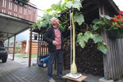 Lothar Rohrer misst und wägt seine Riesen-Zucchetti. (Bild: Marion Wannemacher (Sachseln, 26. September 2019)