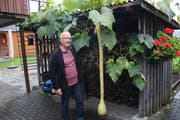 Lothar Rohrer-Amrein aus Sachseln hat eine Riesen-Zucchetti gezüchtet. (Bild: Marion Wannemacher, Sachseln, 26. September 2019)