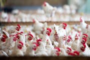Hühnerfarm in Wittenbach. Die Massentierhaltung war Teil des Fragebogens. (Bild: Urs Bucher)