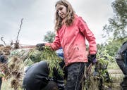 Der Goldrute geht es an den Kragen: Eine Schülerin mit der ausgerissenen Pflanze. (Bild: Andrea Stalder)