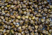 Bedrängt Schweizer Muschelarten: die asiatische Körbchenmuschel. Bild: Philipp Schmidli