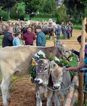 Für die Jubiläumsschau werden sieben Bauern mit etwa 180 Kühen sowie ein Bauer mit rund 20 Schafen erwartet. (Bild: APZ)