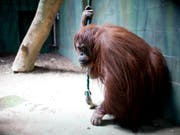 Die Orang-Utan-Dame Sandra darf vom Zoo in Buenos Aires in ein Reservat in Florida umziehen. (Bild: KEYSTONE/AP/NATACHA PISARENKO)