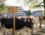 Die Bauern aus der Umgebung präsentieren ihre schönsten Tiere, die einzelnen Rassen werden prämiert. (Bild: PD)