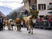Alpabzug in Charmey: Die Kühe marschieren nach dem Sommer auf der Alp ins Tal zurück. (Bild: KEYSTONE/ANTHONY ANEX)