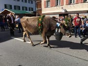Nicht nur die Menschen, auch die Tiere sehen heute festlich aus. (Bild: David von Moos)