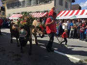 Die Kühe der Familie Emmenegger können sich sehen lassen! (Bild: David von Moos)