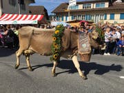 Prächtige Tiere prächtig geschmückt. (Bild: David von Moos)