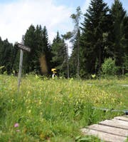 Die schöne Landschaft, die Flora und die Moorwege sind drei Trümpfe, welche die Gäste im Sommer auf die Wolzenalp ziehen. (Bild: Olivia Hug)