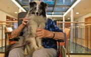Die Therapiehündin Kylie erheitert den Alltag der demenzkranken Bewohnerinnen und Bewohner. (Bild: Natascha Arsic)