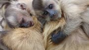 Affen in der Auffangstation der AFASI (Amigos de la fauna silvestre) in Bolivien. (Bilder: PD)