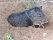 Eine Wildschweinmutter mit ihrem Frischling im Auffanglager.