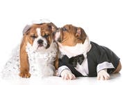 Der Fototermin ist das wichtigste Element der Hundehochzeit.