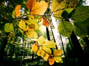Die Herbstverfärbung der Blätter beginnt langsam. (Bild: KEYSTONE/ANDREAS LEEMANN)