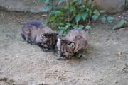 Die beiden Pumababys weisen noch ein geflecktes Fell auf. (Bild: PD/Plättli Zoo)