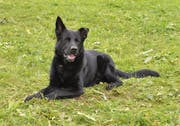 Diensthund Tyson. (Bild: Luzerner Polizei)